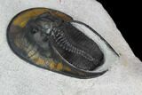 Top Quality, Scotoharpes Trilobite - Boudib, Morocco #130539-5